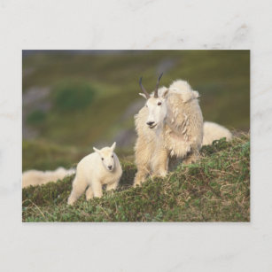 mountain goats, Oreamnos americanus, mother and 2 Postcard