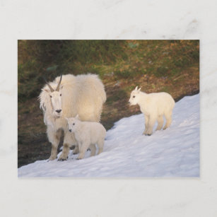 mountain goats, Oreamnos americanus, mother and Postcard