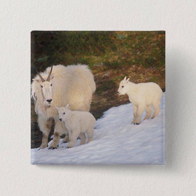 mountain goats pinback button (Front)