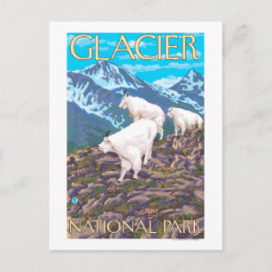 Mountain Goats Scene - Glacier National Park, Postcard