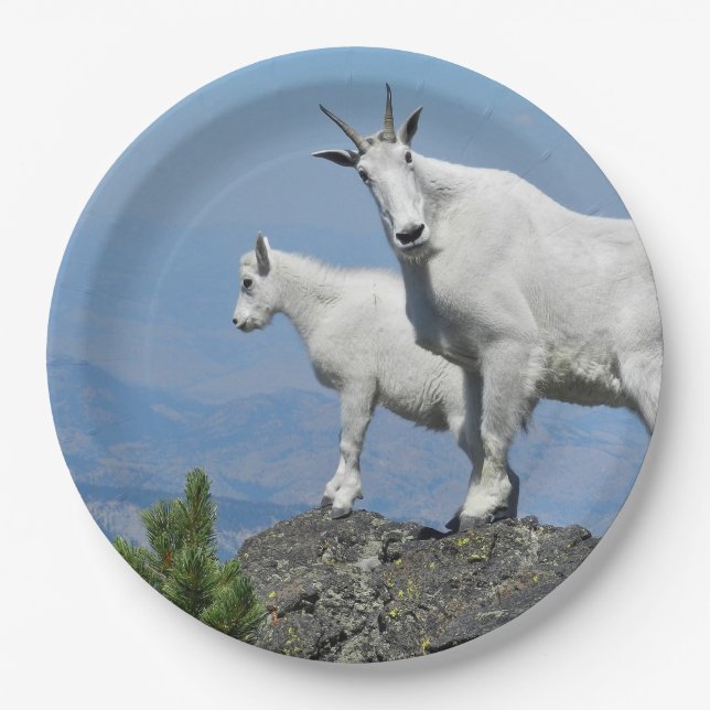 Mountain Goats White Wildlife Photo Paper Plates (Front)