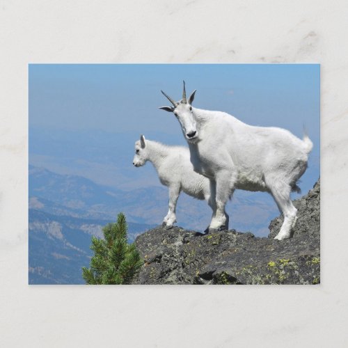 Mountain Goats White Wildlife Photo Postcard