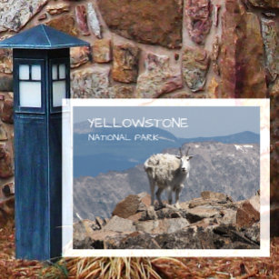 Mountain Goats, Yellowstone National Park Postcard