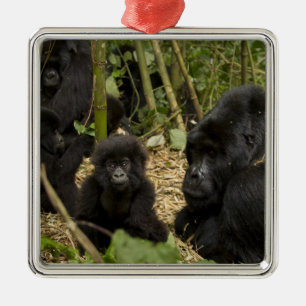 Mountain Gorilla, adult with young Metal Ornament