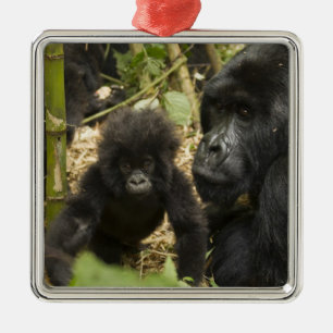 Mountain Gorilla, adult with young Metal Ornament
