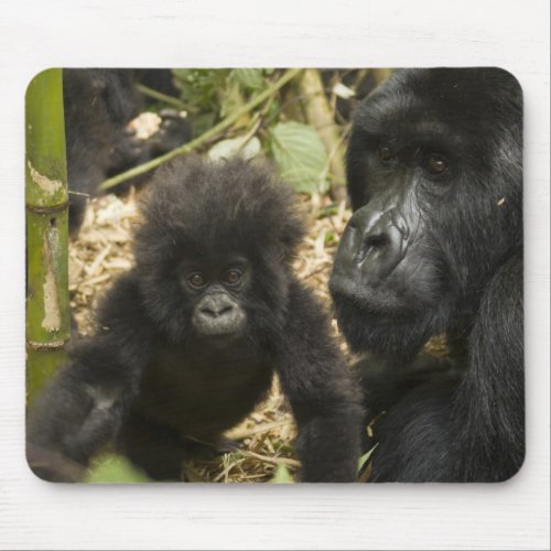 Mountain Gorilla adult with young Mouse Pad