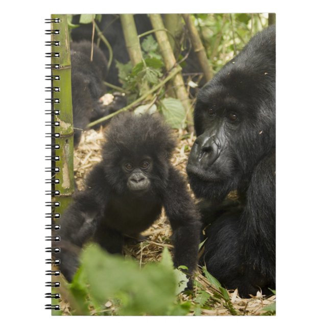 Mountain Gorilla, adult with young Notebook (Front)