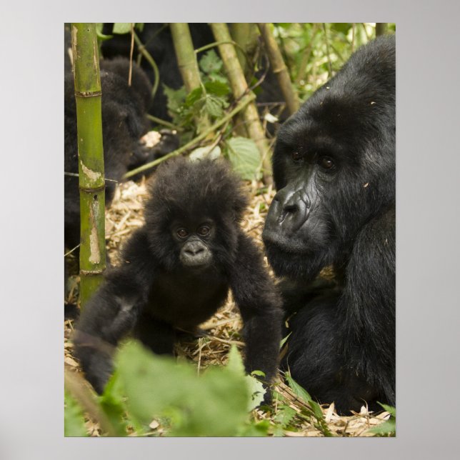 Mountain Gorilla, adult with young Poster (Front)
