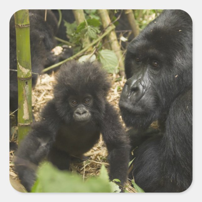 Mountain Gorilla, adult with young Square Sticker (Front)