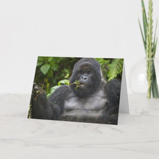 Mountain Gorilla and Silverback Card (Front)