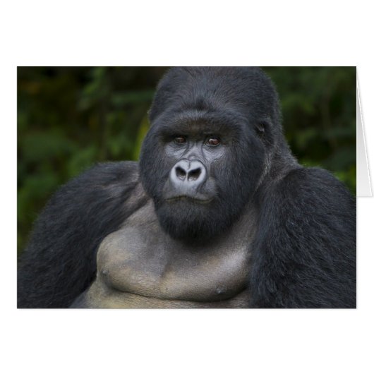 Mountain Gorilla and Silverback Cards (Front Horizontal)