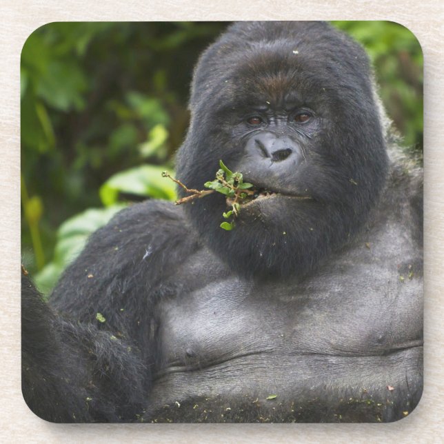 Mountain Gorilla and Silverback Coaster (Front)