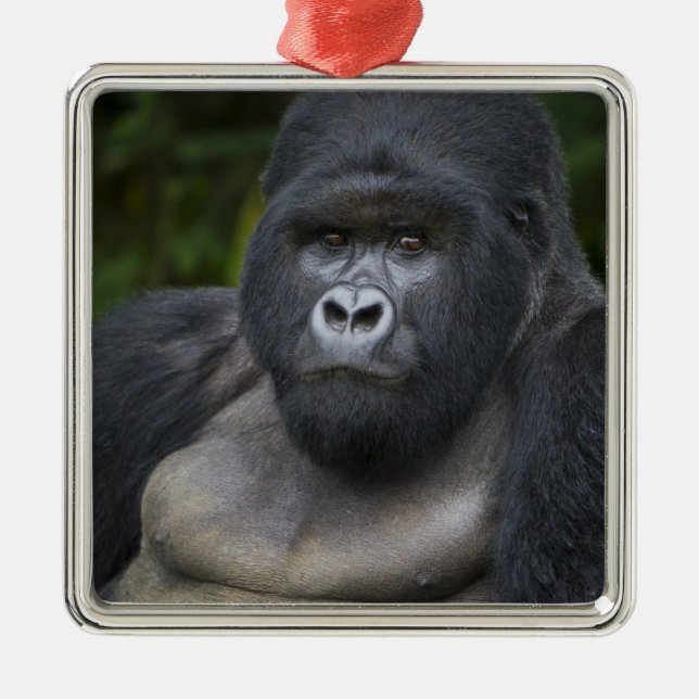 Mountain Gorilla and Silverback Metal Ornament (Front)