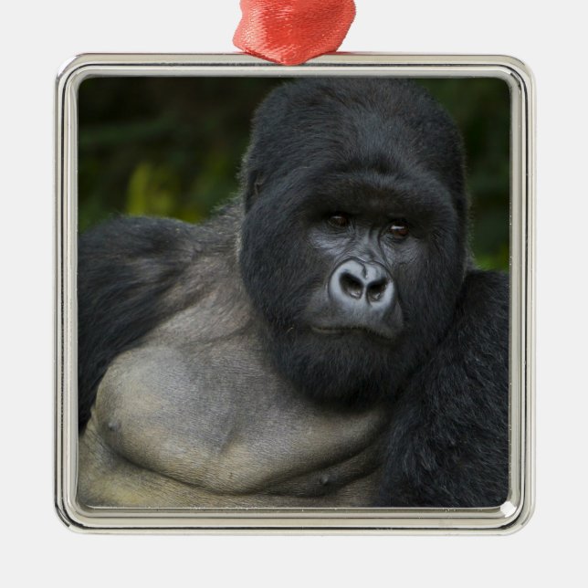Mountain Gorilla and Silverback Metal Ornament (Front)