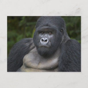 Mountain Gorilla and Silverback Postcard