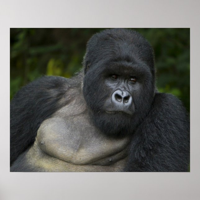 Mountain Gorilla and Silverback Poster (Front)