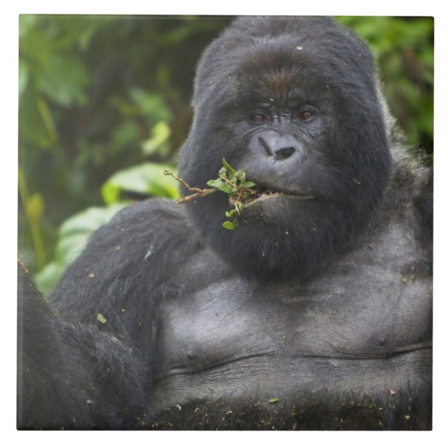 Mountain Gorilla and Silverback Tile (Front)