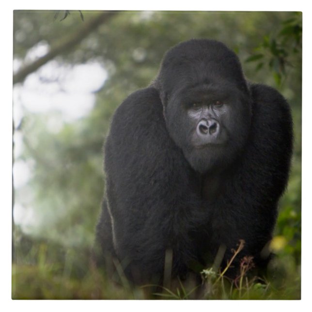Mountain Gorilla and Silverback Tile (Front)