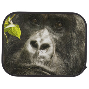 Mountain Gorilla, Gorilla beringei beringei, Car Floor Mat