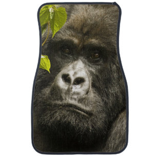 Mountain Gorilla, Gorilla beringei beringei, Car Mat
