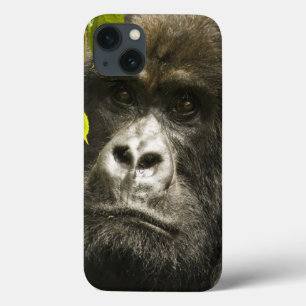 Mountain Gorilla, Gorilla beringei beringei, iPhone 13 Case
