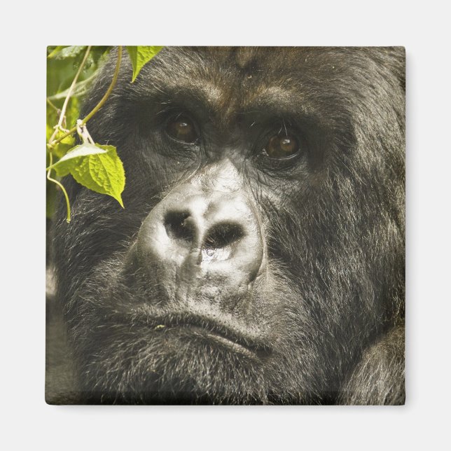 Mountain Gorilla, Gorilla beringei beringei, Magnet (Front)