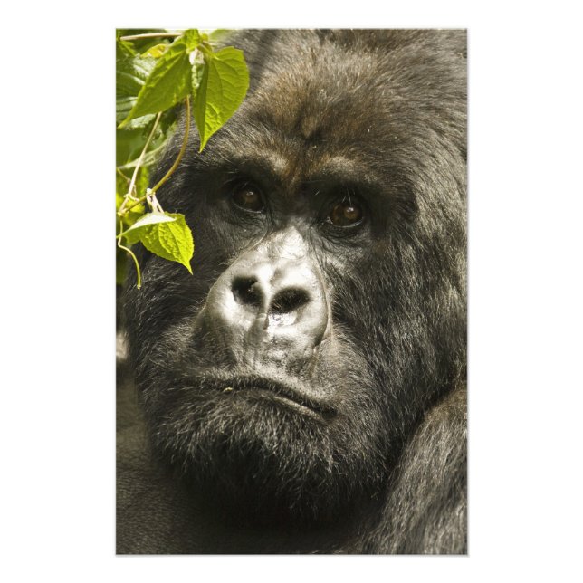 Mountain Gorilla, Gorilla beringei beringei, Photo Print (Front)