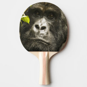 Mountain Gorilla, Gorilla beringei beringei, Ping-Pong Paddle