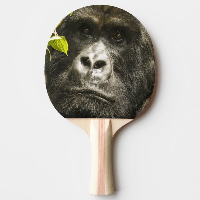 Mountain Gorilla, Gorilla beringei beringei, Ping-Pong Paddle (Front)
