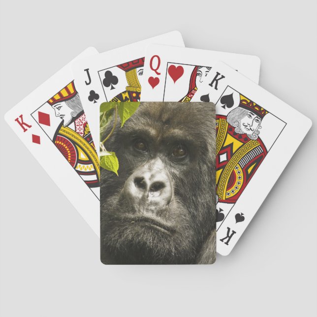 Mountain Gorilla, Gorilla beringei beringei, Poker Cards (Back)