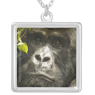 Mountain Gorilla, Gorilla beringei beringei, Silver Plated Necklace