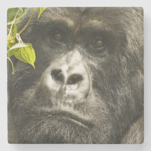 Mountain Gorilla, Gorilla beringei beringei, Stone Coaster