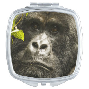 Mountain Gorilla, Gorilla beringei beringei, Vanity Mirror