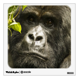 Mountain Gorilla, Gorilla beringei beringei, Wall Sticker