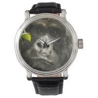 Mountain Gorilla, Gorilla beringei beringei,
