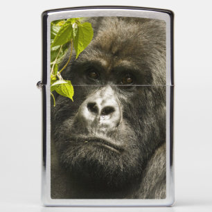 Mountain Gorilla, Gorilla beringei beringei, Zippo Lighter