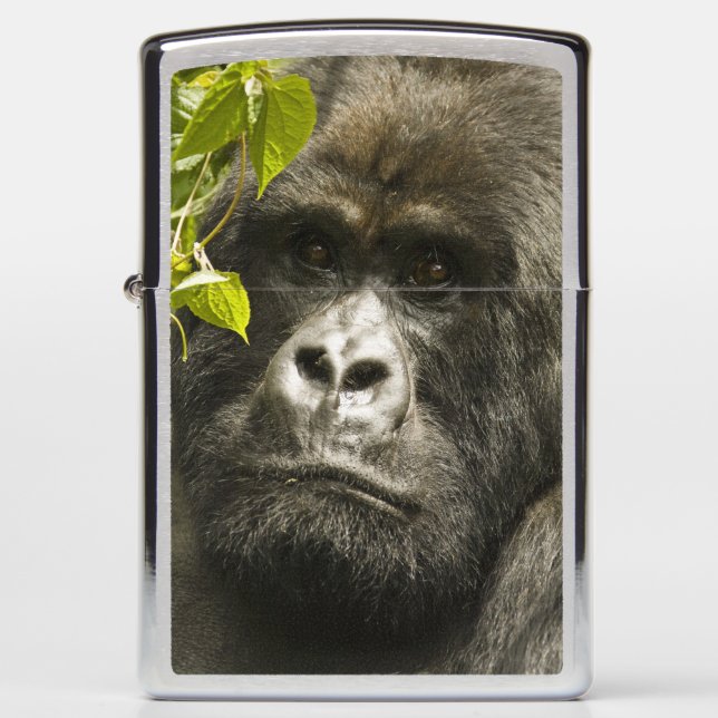 Mountain Gorilla, Gorilla beringei beringei, Zippo Lighter (Front)