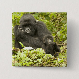 Mountain Gorilla, Gorilla beringei (formerly G. Button