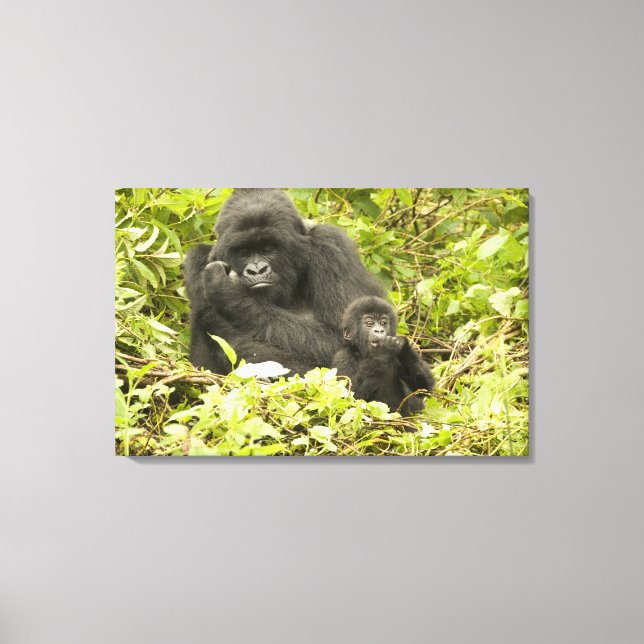 Mountain Gorilla, Gorilla beringei (formerly G. Canvas Print (Front)