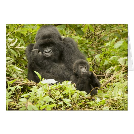 Mountain Gorilla, Gorilla beringei (formerly G. Cards (Front Horizontal)