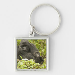 Mountain Gorilla, Gorilla beringei (formerly G. Keychain