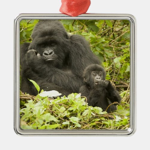 Mountain Gorilla Gorilla beringei formerly G Metal Ornament