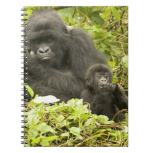 Mountain Gorilla, Gorilla beringei (formerly G. Notebook