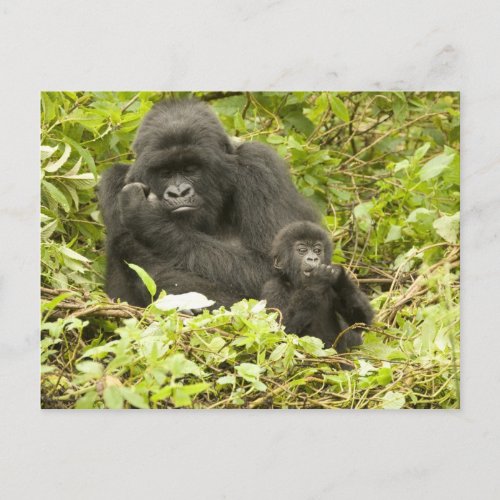 Mountain Gorilla Gorilla beringei formerly G Postcard