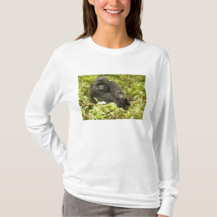 Mountain Gorilla, Gorilla beringei (formerly G. T-Shirt