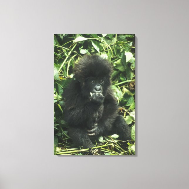 Mountain Gorilla, (Gorilla gorilla beringei), Canvas Print (Front)