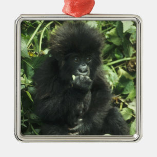 Mountain Gorilla, (Gorilla gorilla beringei), Metal Ornament