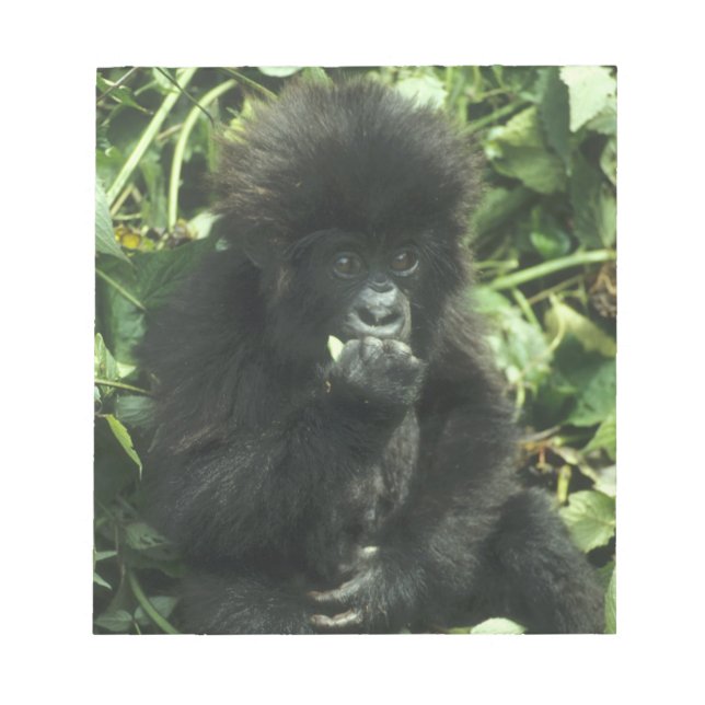 Mountain Gorilla, (Gorilla gorilla beringei), Notepad (Front)