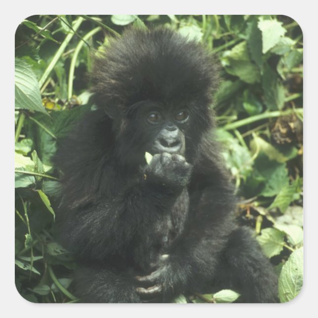 Mountain Gorilla, (Gorilla gorilla beringei), Square Sticker (Front)