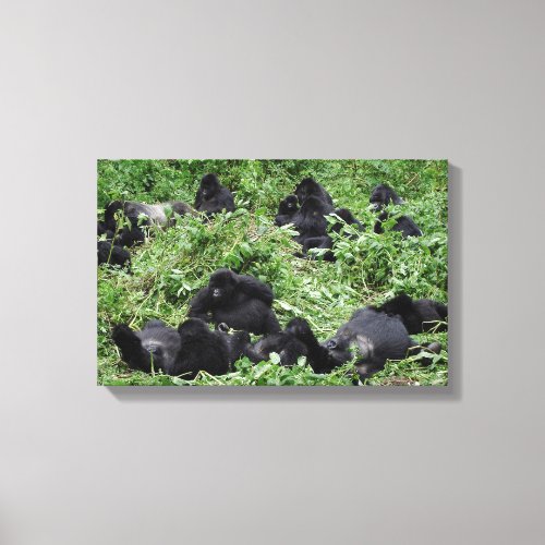 Mountain gorilla group canvas print